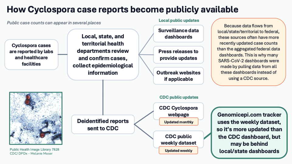 Diagram showing Cyclospora cases reported to local, state, and territorial health departments, with one path to local dashboards, press releases, and outbreak websites, and another path to CDC public webpages and weekly public data used by this dashboard.